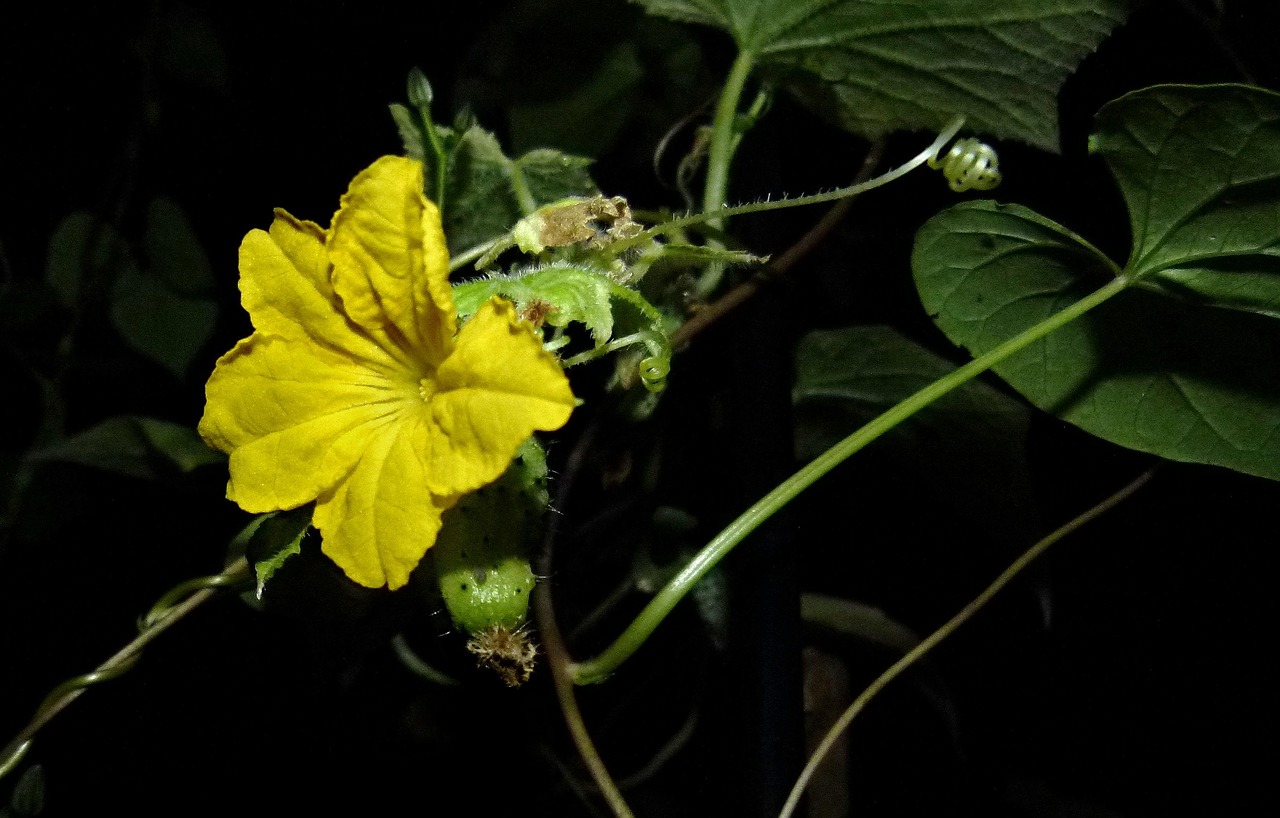 黄瓜种植怎么点花效果好？老农分享经验！