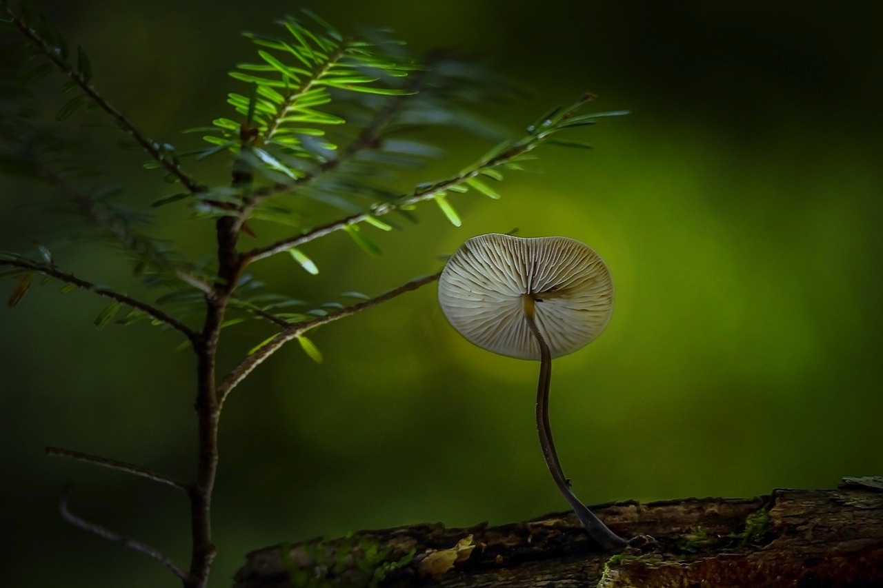 想种好金玉兰菜怎么种植方法？看这篇就够了！