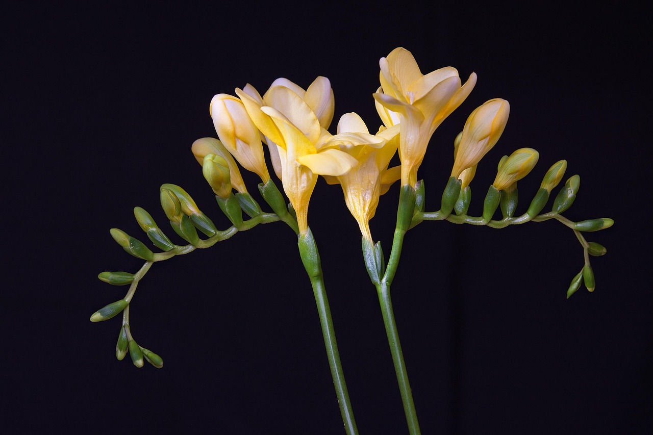 白莲怎么种植和管理？这些细节要注意一下！