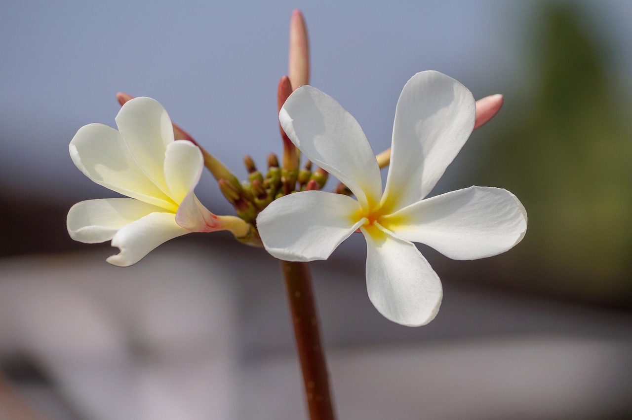 白莲怎么种植和管理？这些细节要注意一下！