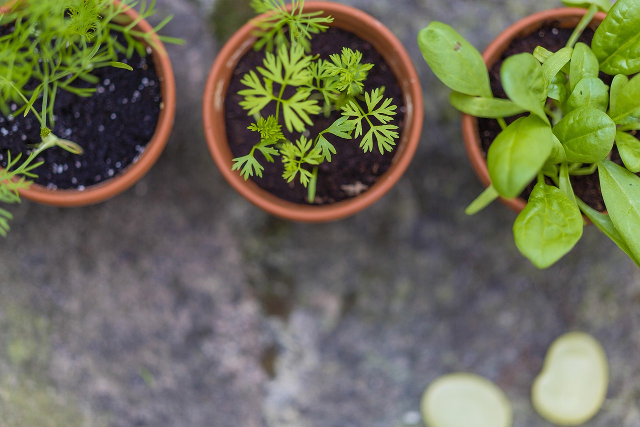 大话神仙药园怎么种植最好？高手分享种植技巧！