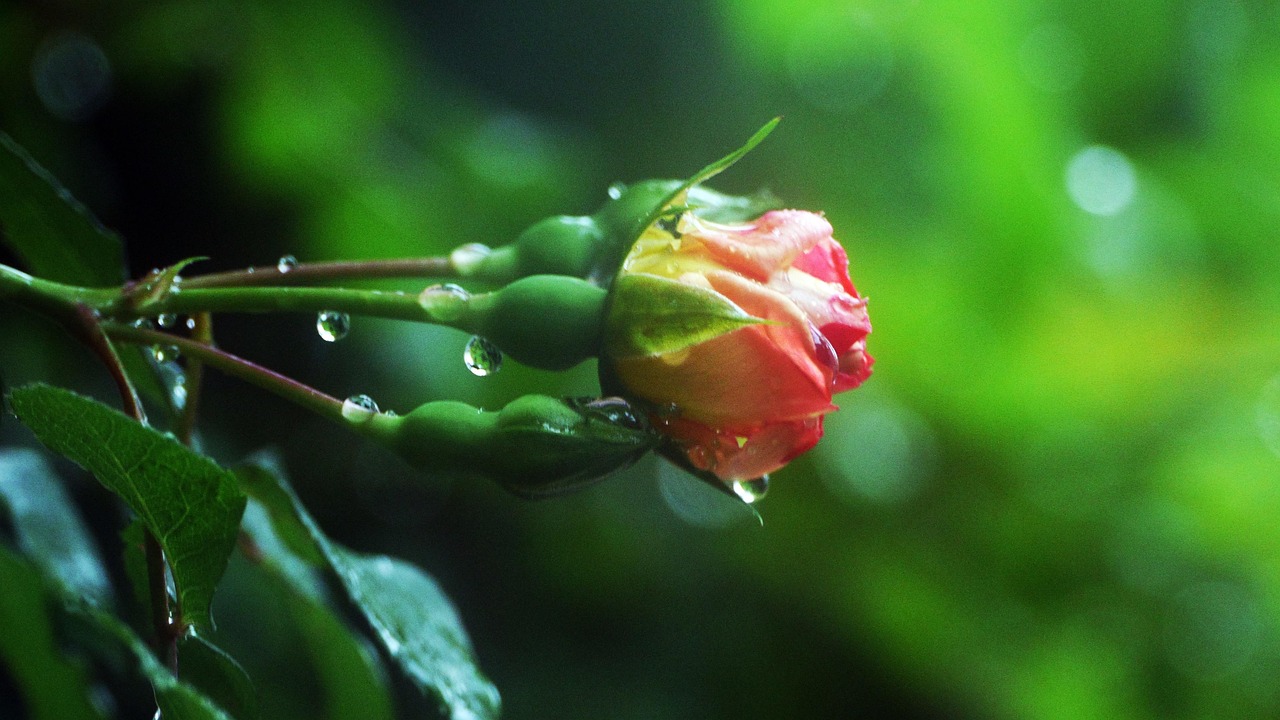 想种菊花但不会？这篇文章教会你怎么样种植菊花！