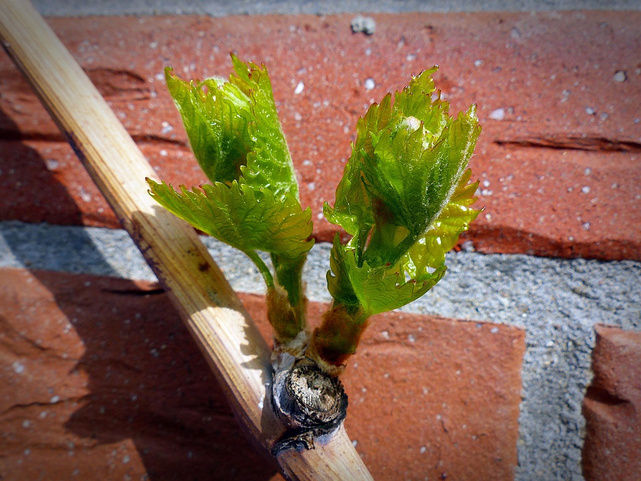 蔬菜种植怎么搭架子？新手一看就会的技巧！