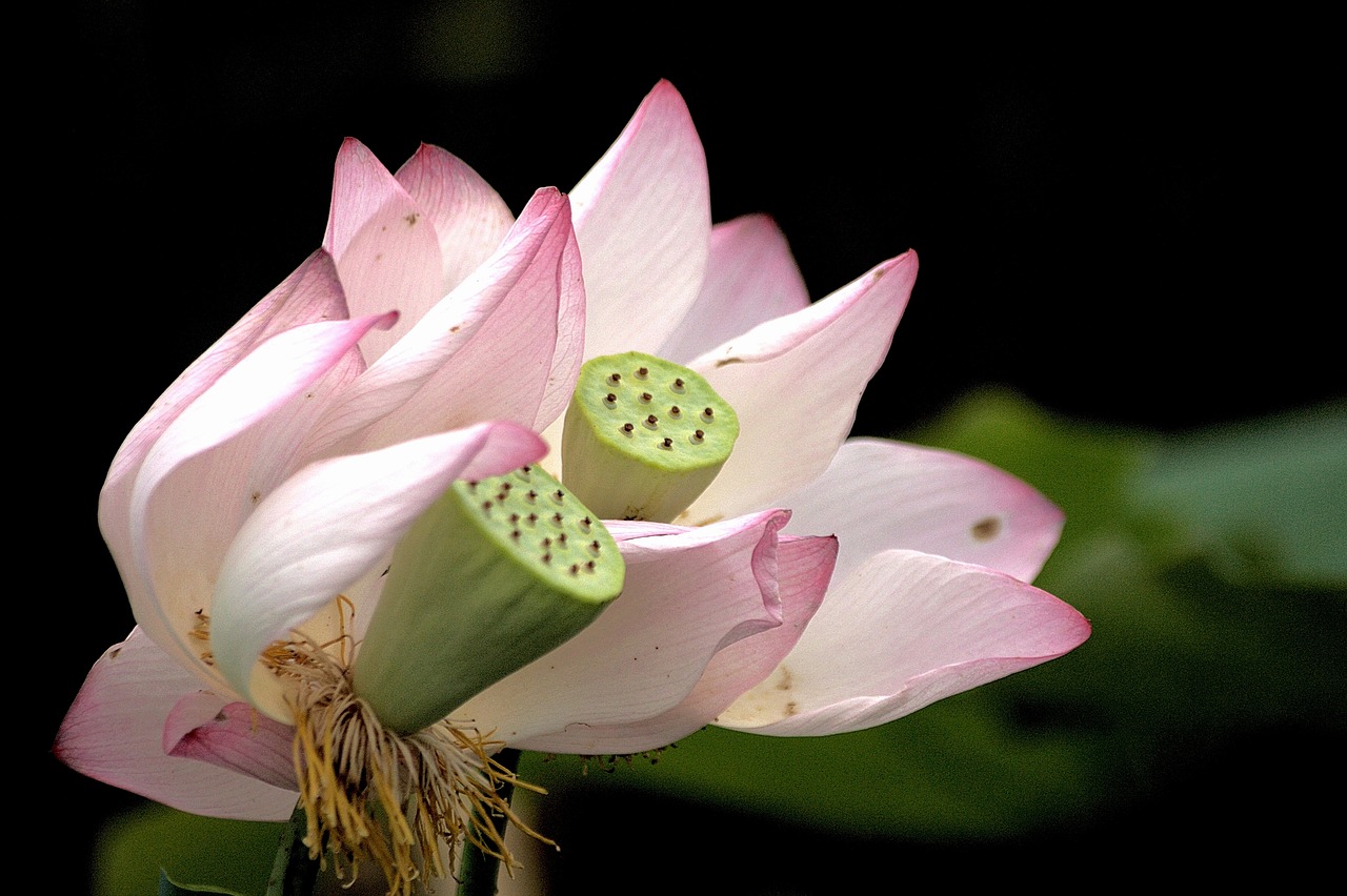 格桑花怎么种植视频？手把手教你种出美丽格桑花！