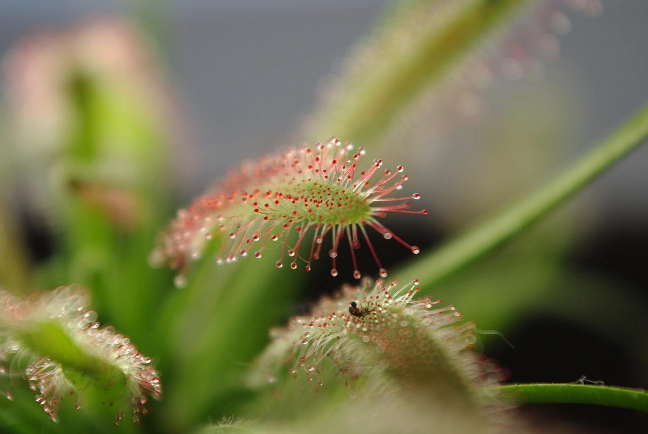 阳台种菜新方法：水培怎么种植方法大揭秘！