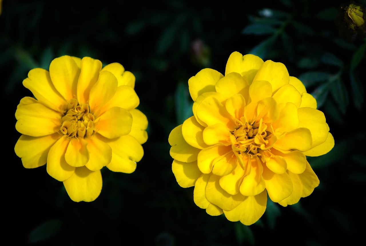 种植百合怎么样？不同品种的百合种植方法分享！