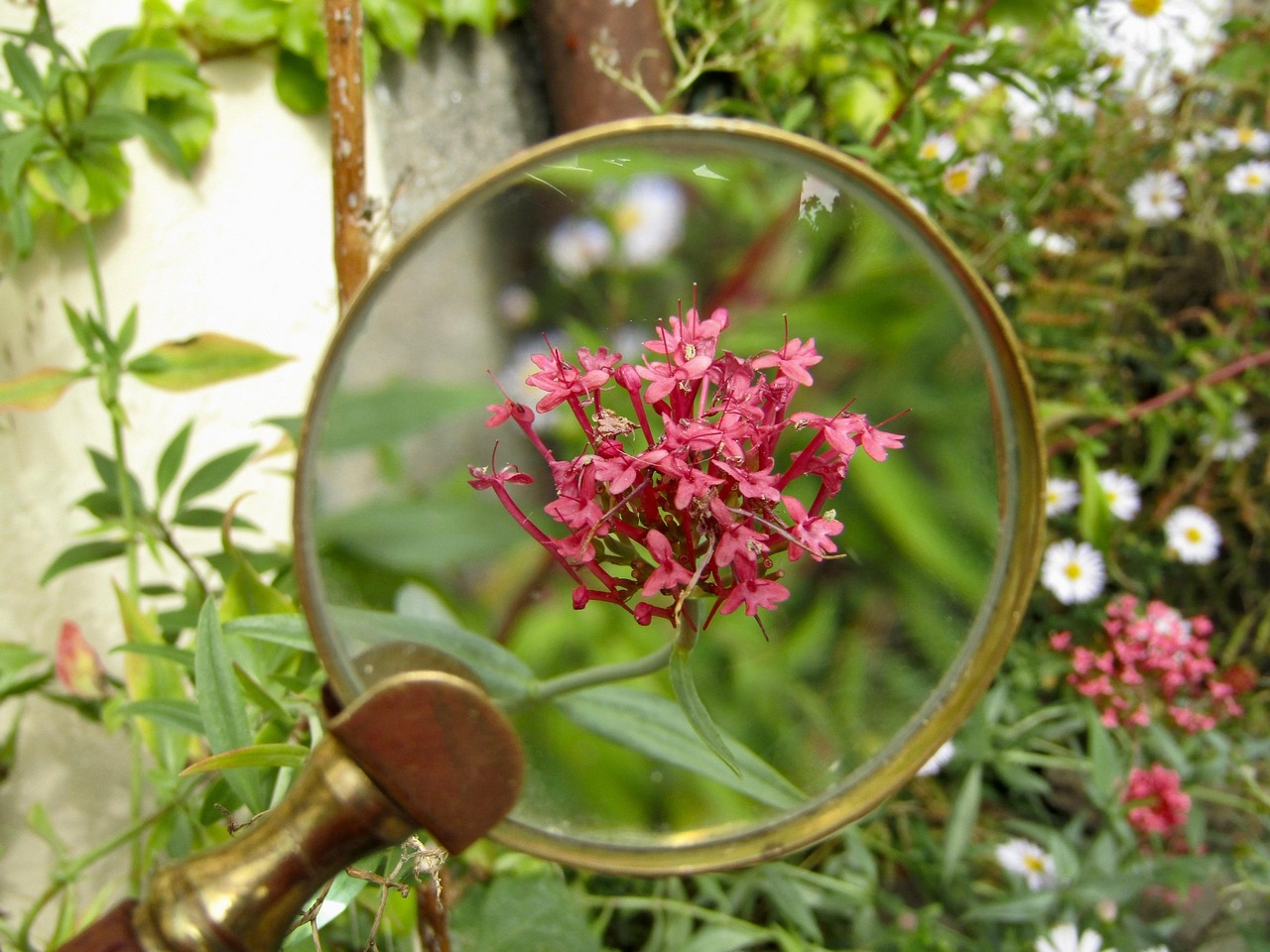 花毛莨种植要注意什么？学会这些避免踩坑！