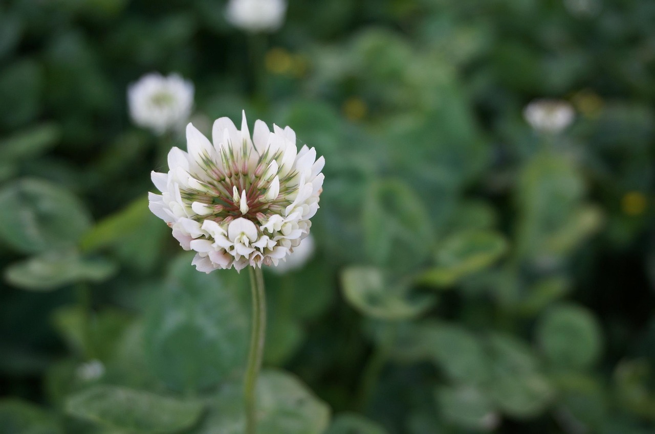 花毛莨种植要注意什么？学会这些避免踩坑！