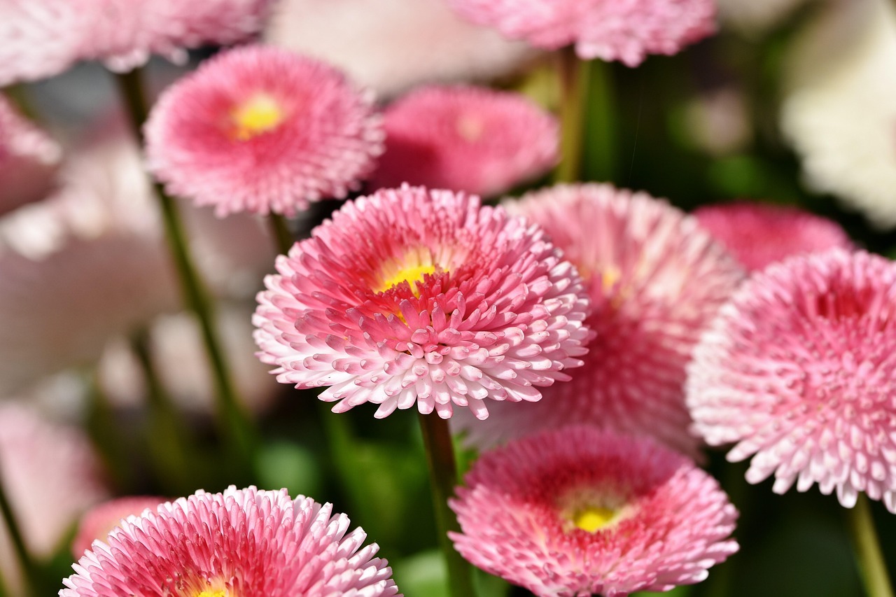 洋绣球花怎么种植？学会这些方法，花开满枝头！