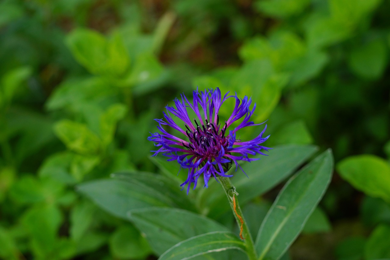 洋绣球花怎么种植？学会这些方法，花开满枝头！