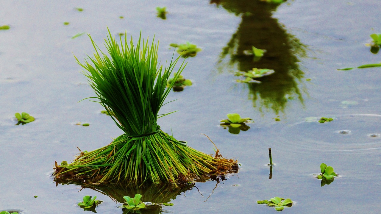 水稻是怎么种植的？从选种到收割的流程是啥？