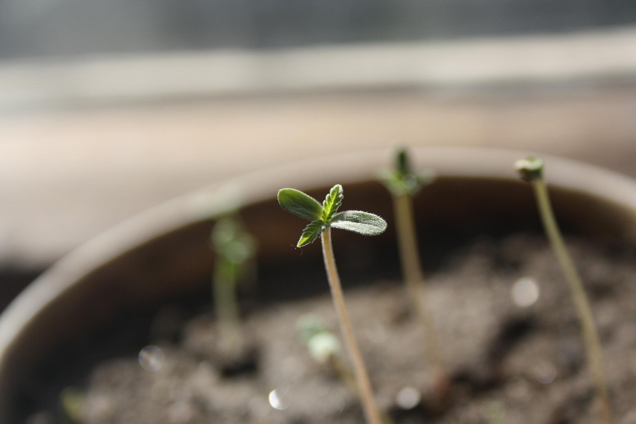 向日葵子怎么种植？新手也能学会的种植技巧！