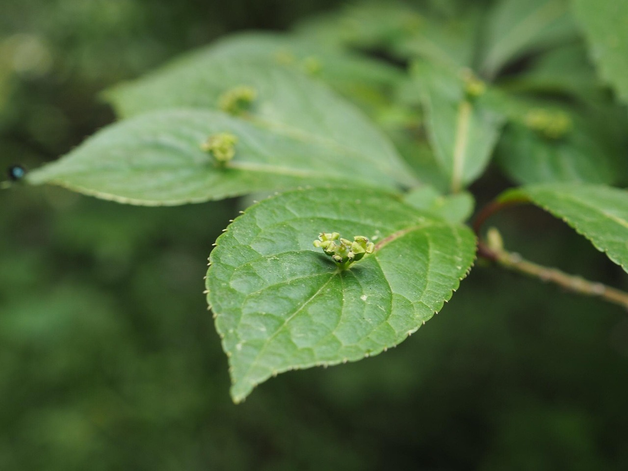 白蒿怎么种植？老农手把手教你种植技术！