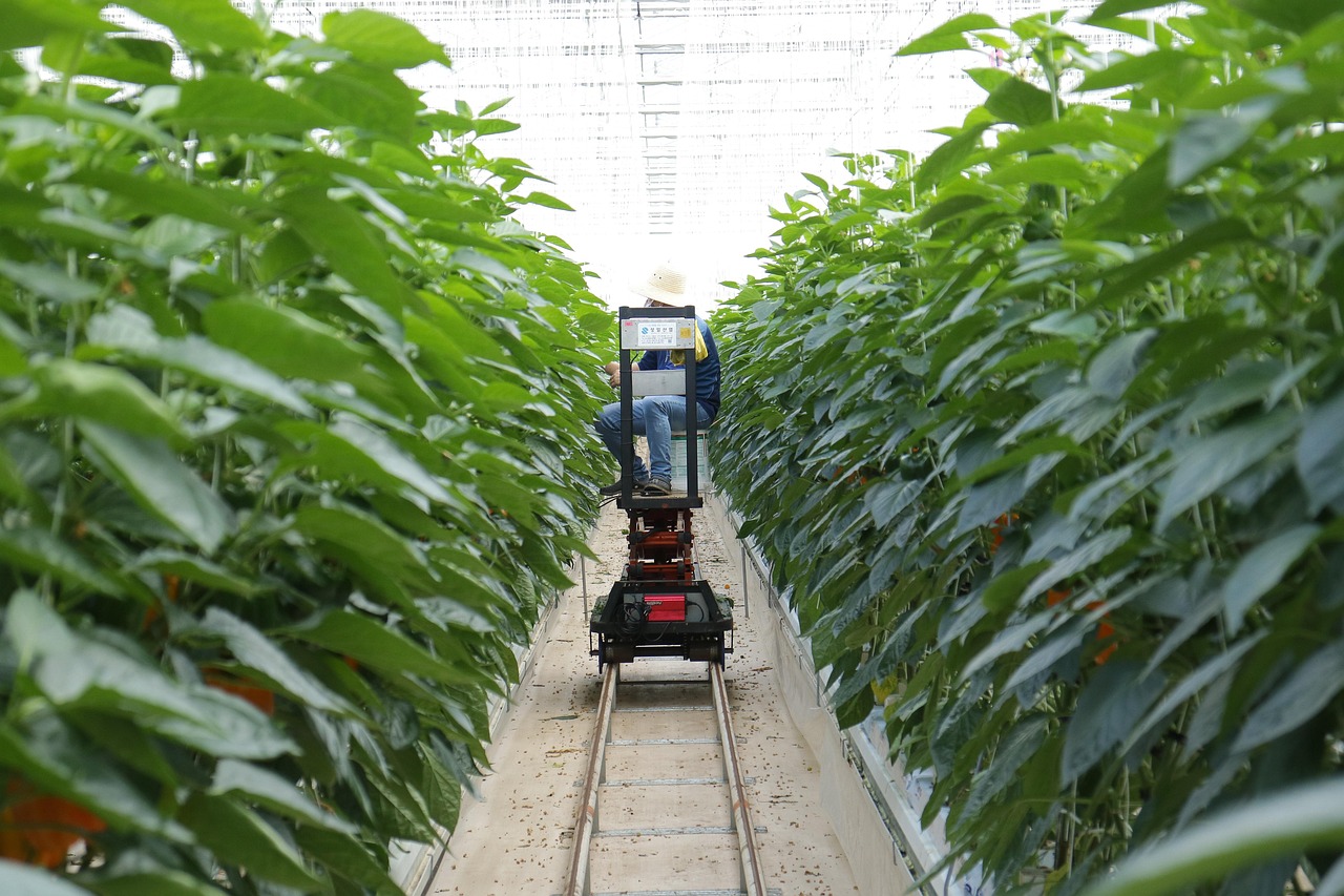 白蒿怎么种植？老农手把手教你种植技术！