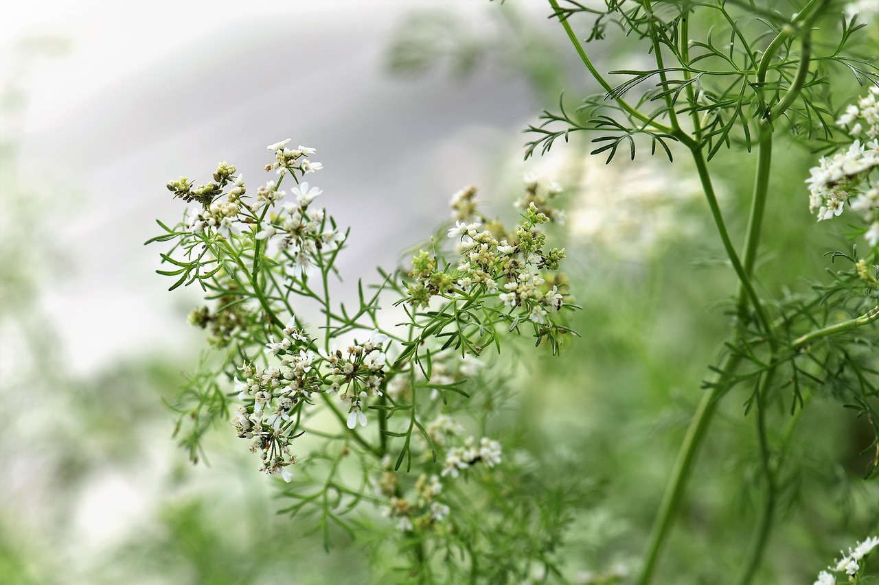 阳台种植怎么施肥，这些肥料千万别乱用！