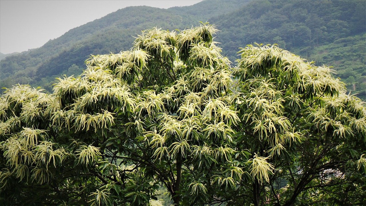 迭迭香种植方法有哪些？这几种方法简单易学！