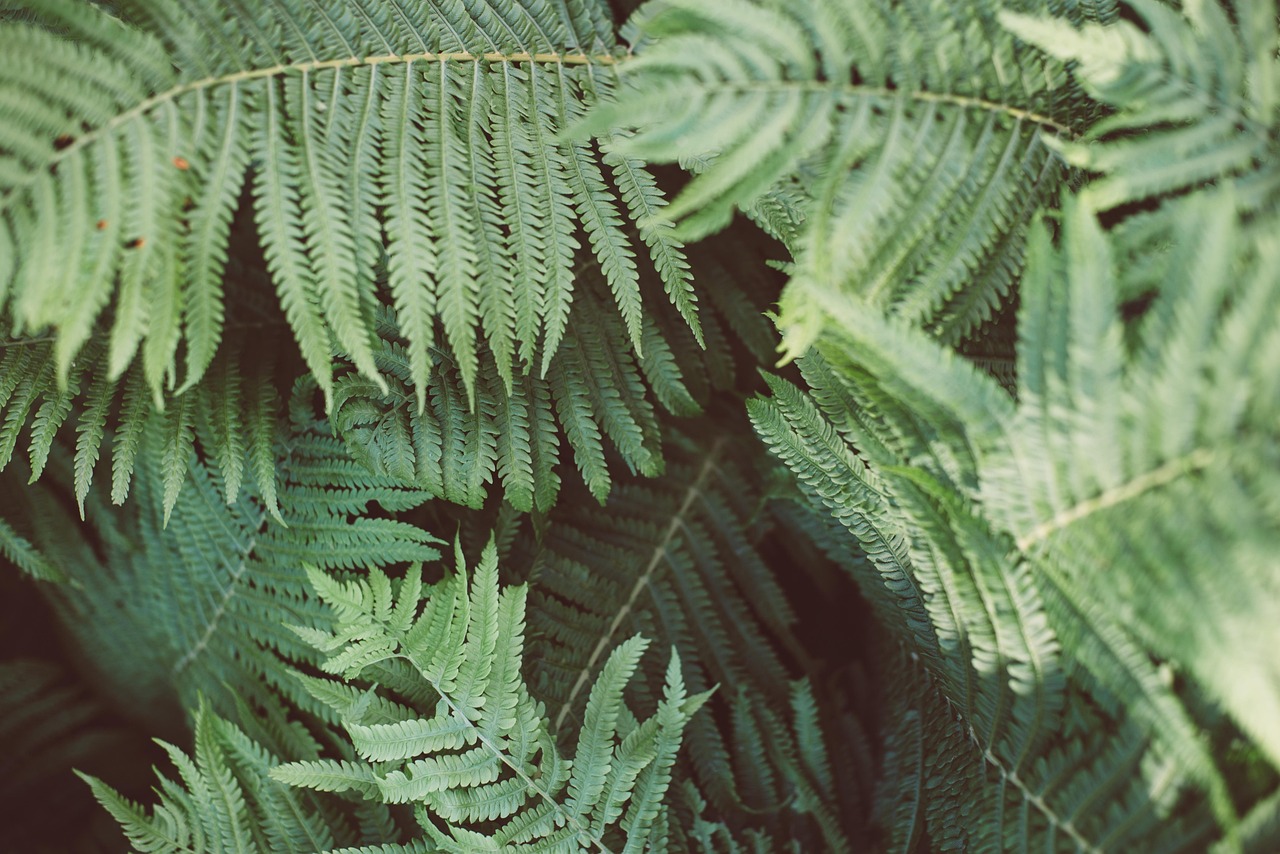 热带植物种植难不难？这篇指南教你轻松上手！