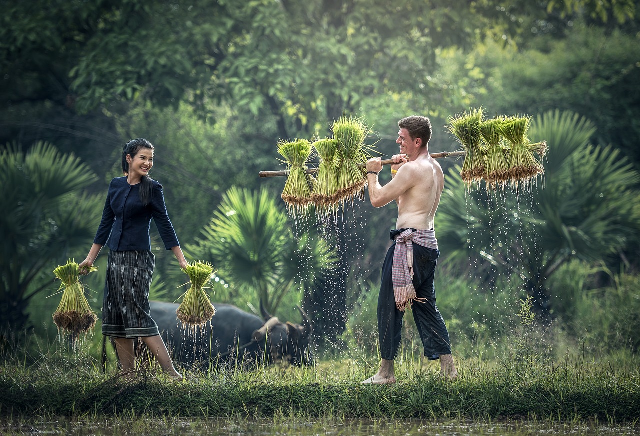 想种水稻但是没经验怎么办？种植水稻怎么样？