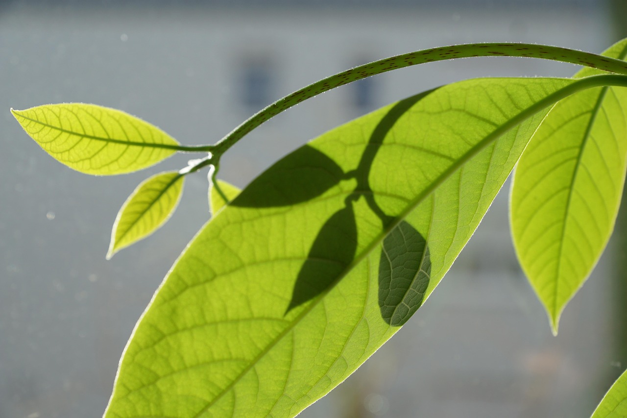 芒果种怎么种植？这几个步骤让你轻松上手！