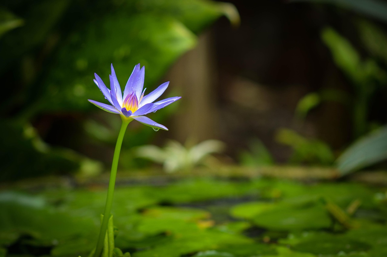 白芨种植怎么样？这几个常见问题帮你解答！